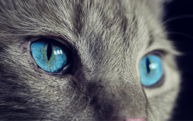 Gray Cat with Blue Eyes