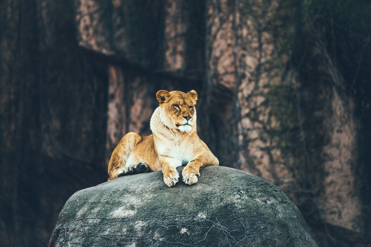 Lioness resting on top of a rock