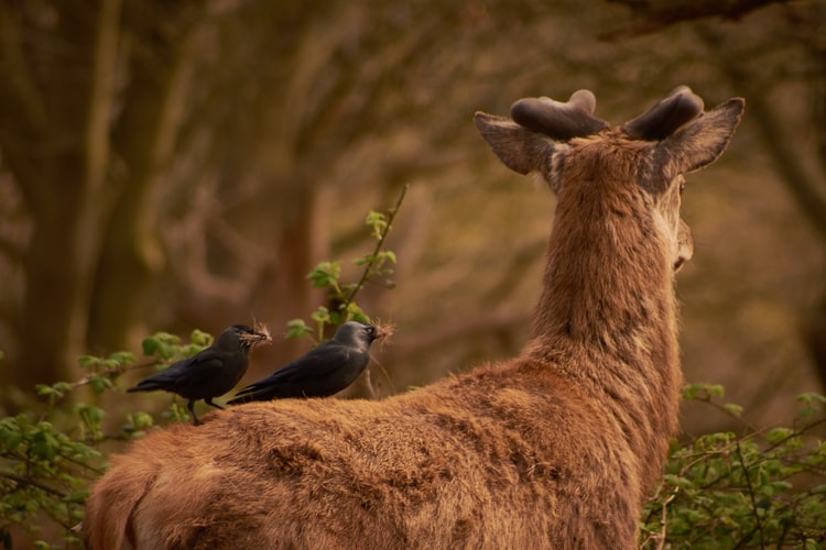 Two black birds standing on the back of a deer picking some hair for nest