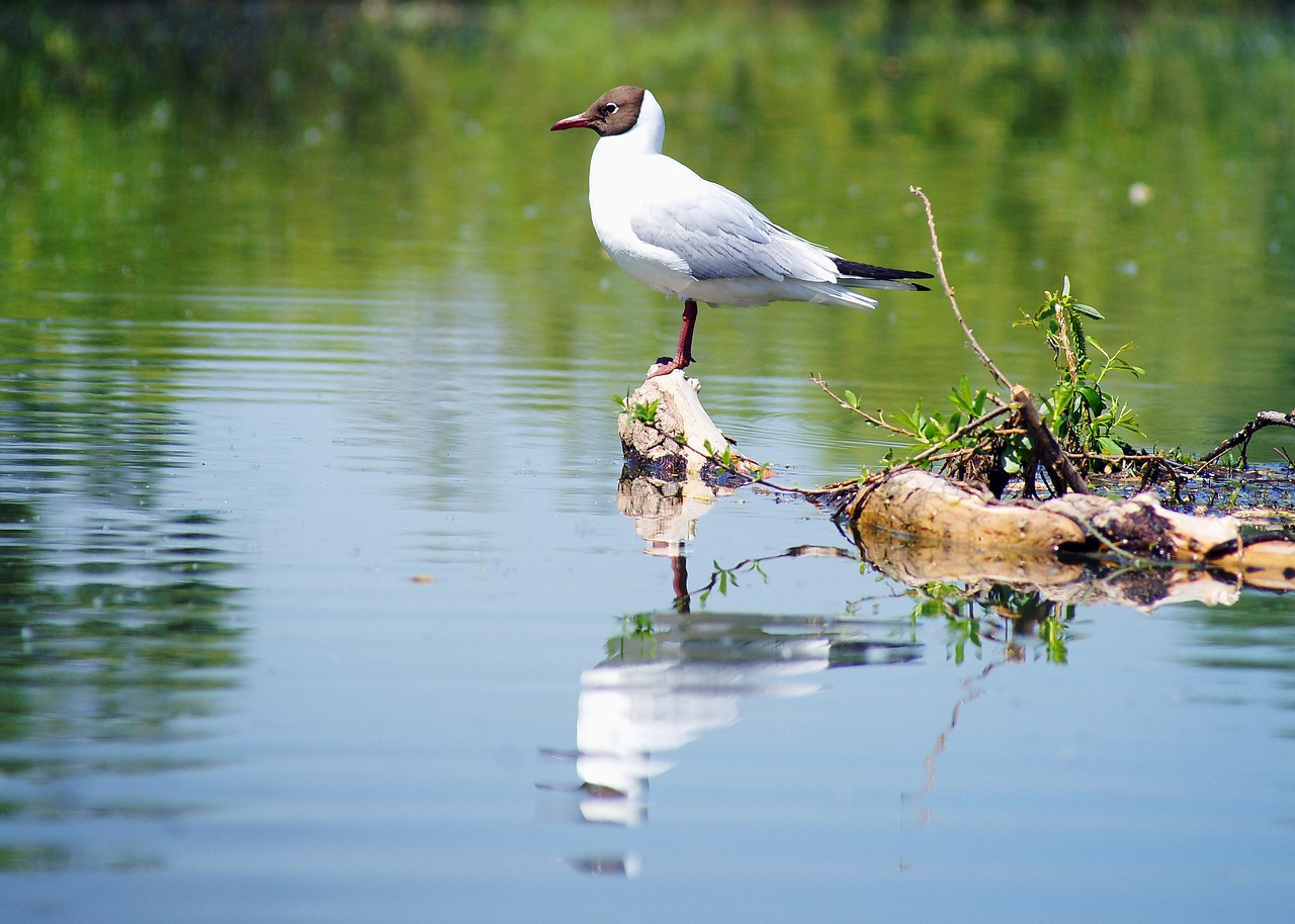 A bird standing on a drift wood in the middle of a calm stream