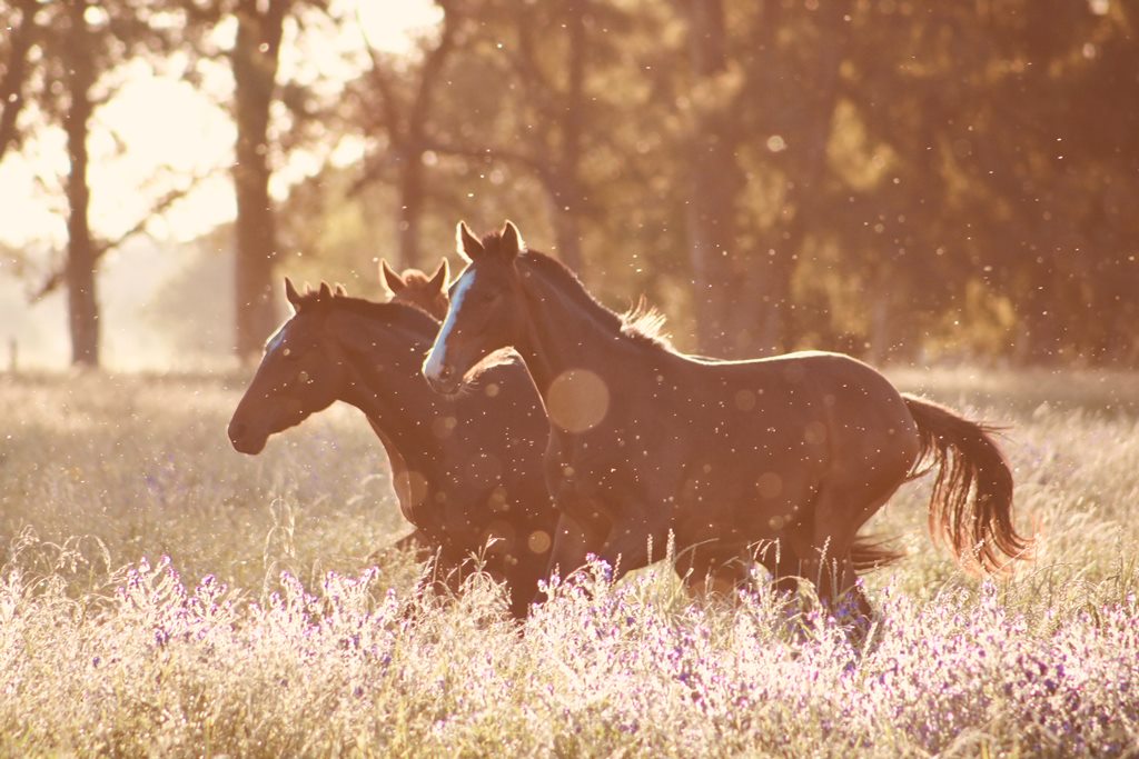 Horses running in the field