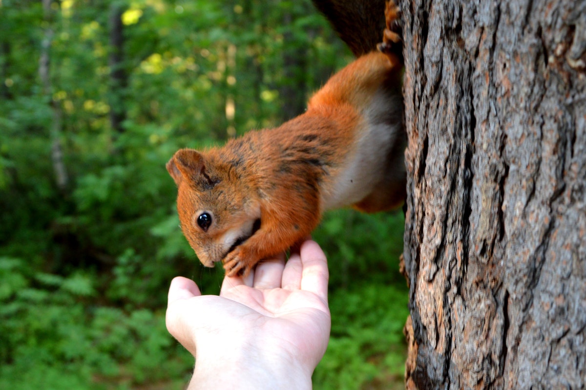 A red squirrel picking up food from a man's hand in the forest