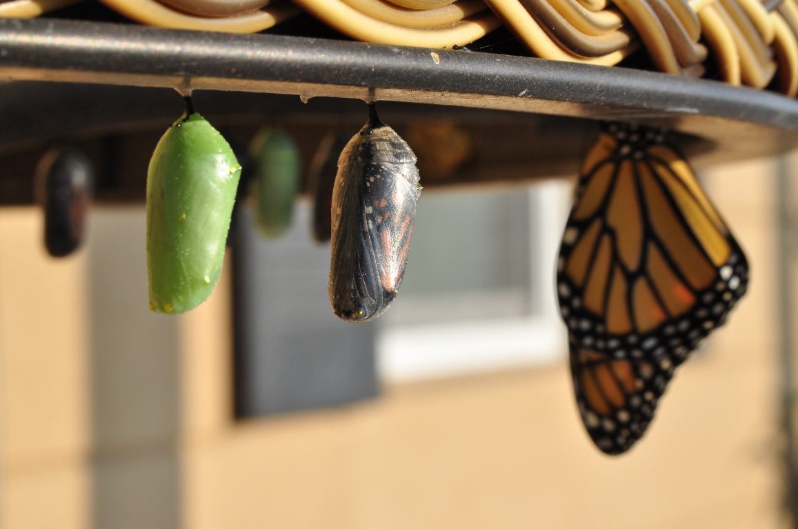 Green and brown cocoons and an yellow butterfly