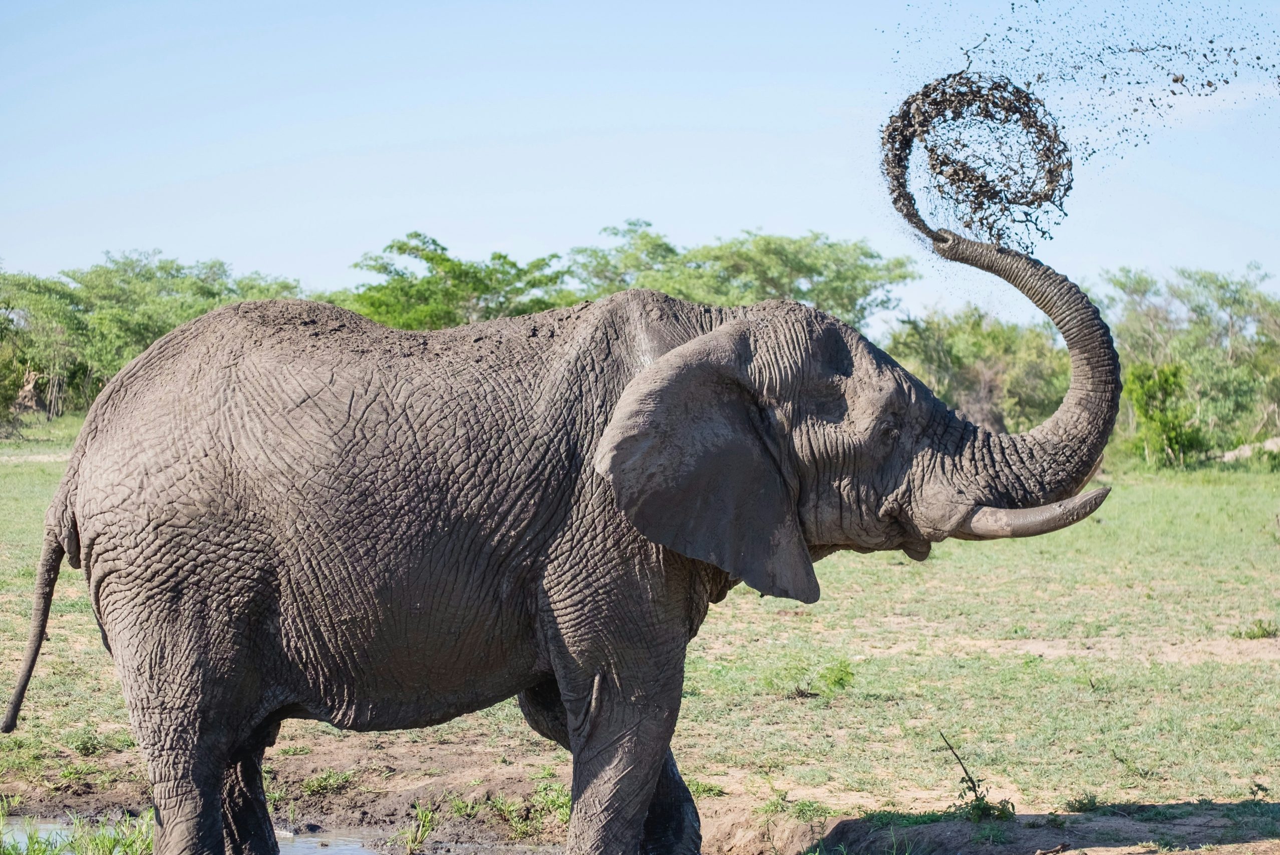 Don’t Think Of An Elephant